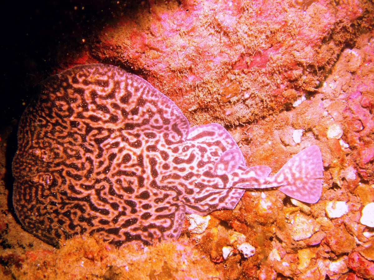 Marine life of Western Daymaniyat Islands 